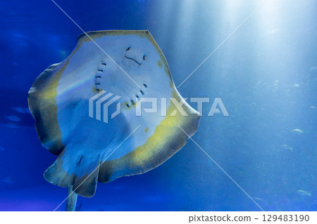 一道微笑的光芒在光中游動 129483190