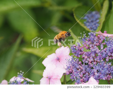 一隻大黃蜂正在繡球花中採集花蜜 129483399