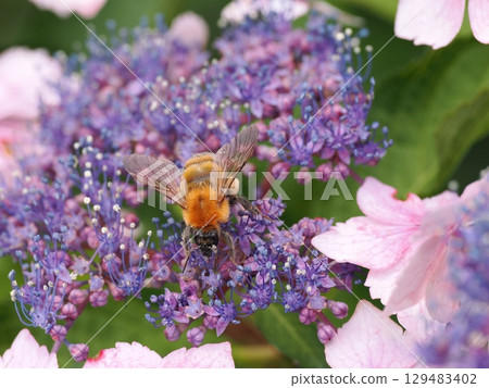 A bumblebee collecting nectar from hydrangea flowers A bumblebee collecting nectar from hydrangea flowers 129483402