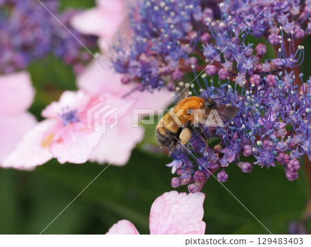 A bumblebee collecting nectar from hydrangea flowers A bumblebee collecting nectar from hydrangea flowers 129483403