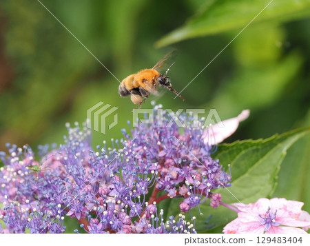 A bumblebee collecting nectar from hydrangea flowers A bumblebee collecting nectar from hydrangea flowers 129483404