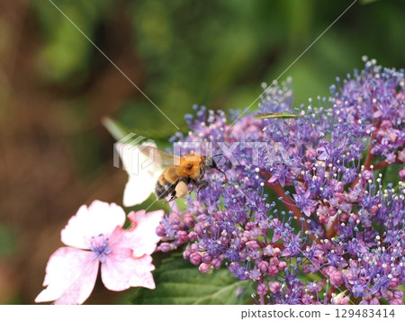 A bumblebee collecting nectar from hydrangea flowers A bumblebee collecting nectar from hydrangea flowers 129483414