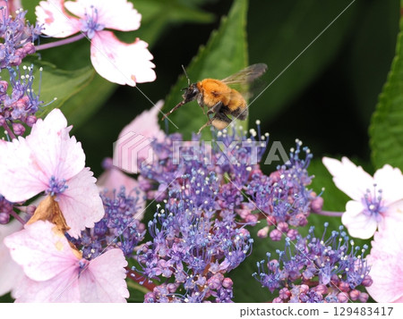 一隻大黃蜂正在繡球花中採集花蜜 一隻大黃蜂正在繡球花中採集花蜜 129483417