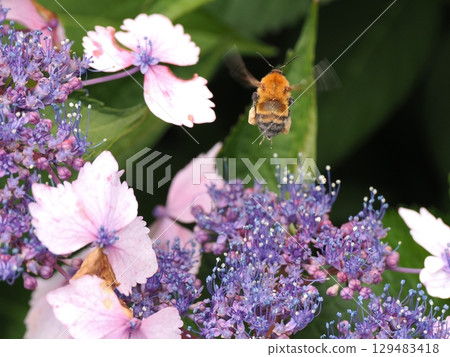 一隻大黃蜂正在繡球花中採集花蜜 129483418