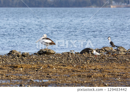 A group of sea birds relaxing on a rocky coastline in the sunshine 129483442