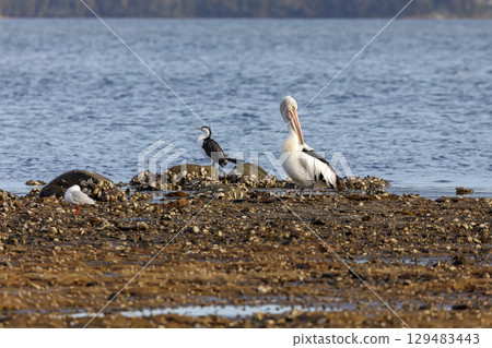 A group of sea birds relaxing on a rocky coastline in the sunshine A group of sea birds relaxing on a rocky coastline in the sunshine 129483443