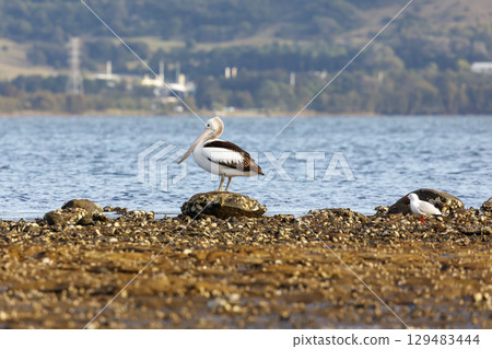 A Pelican relaxing on a rocky coastline in the sunshine A Pelican relaxing on a rocky coastline in the sunshine 129483444