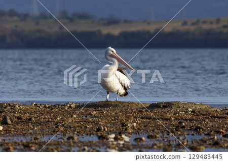 A Pelican relaxing on a rocky coastline in the sunshine A Pelican relaxing on a rocky coastline in the sunshine 129483445