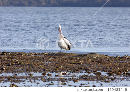 A Pelican relaxing on a rocky coastline in the sunshine A Pelican relaxing on a rocky coastline in the sunshine 129483446