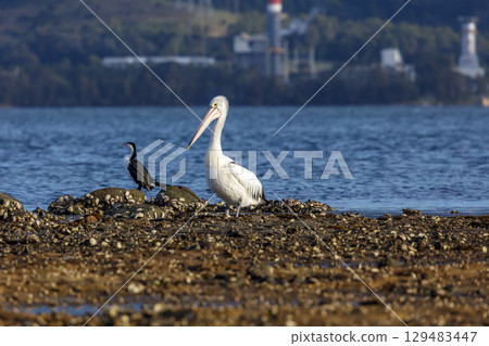A Pelican relaxing on a rocky coastline in the sunshine 129483447