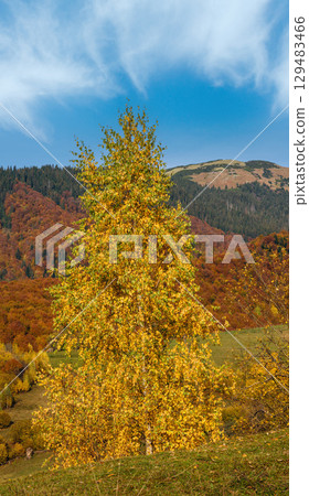 Autumn morning Carpathian Mountains calm picturesque scene, Ukraine. Peaceful traveling, seasonal, nature and countryside beauty concept scene. 129483466
