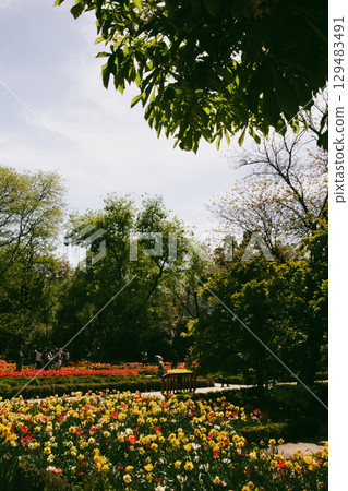 Flowers in spring garden. Colorful blooms, vibrant flower garden in a park offering a serene, sunlit scene with beautiful blooms and lush greenery. 129483491