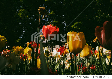 Flowers in spring garden. Colorful blooms, vibrant flower garden in a park offering a serene, sunlit scene with beautiful blooms and lush greenery. Flowers in spring garden. Colorful blooms, vibrant flower garden in a park offering a serene, sunlit scene with beautiful blooms and lush greenery. 129483492