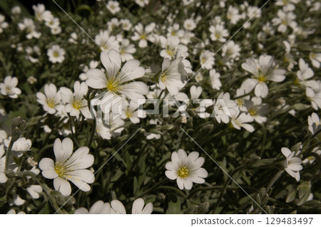 A dense cluster of pristine white flowers in full bloom. A field of small white flowers with delicate petals and yellow centers. Floral background. A dense cluster of pristine white flowers in full bloom. A field of small white flowers with delicate petals and yellow centers. Floral background. 129483497