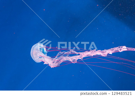 underwater photography jellyfish Purple striped jelly. Chrysaora colorata underwater photography jellyfish Purple striped jelly. Chrysaora colorata 129483521