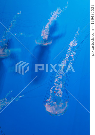underwater photography jellyfish Chrysaora plocamia, South American sea nettle 129483522