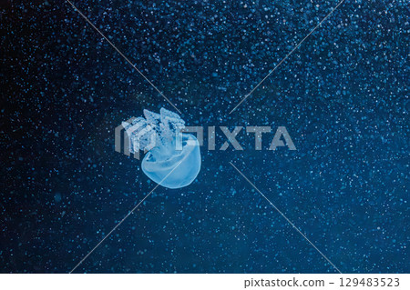 underwater photography jellyfish Blue Blubber Jelly, Catostylus mosaicus 129483523