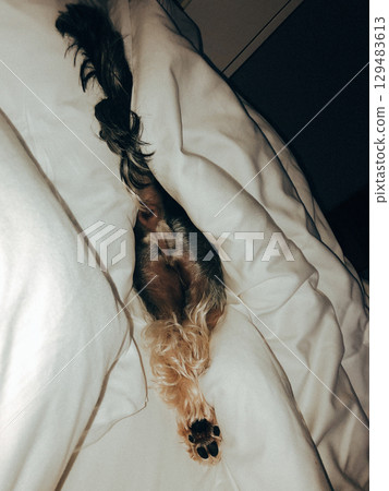 A yorkshire terrier is resting sleeping in a warm cozy bed. A small dog is curled up in bed, its tail and rear end peeking out from under the covers. 129483613