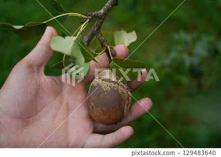 Pear moniliosis. Pears rot on a tree. Fruit rot of pear. Diseases of fruit trees. Pear moniliosis. Pears rot on a tree. Fruit rot of pear. Diseases of fruit trees. 129483640