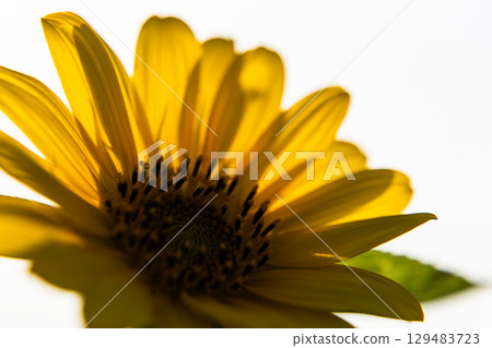背光下美麗的向日葵 129483723