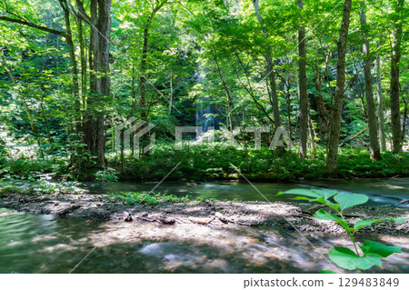 Oirase stream of summer 129483849