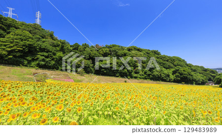 Sunflower field and mountain view 129483989