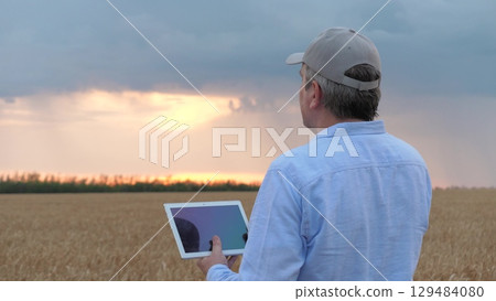 agriculture, wheat field, golden wheat farm field sunset, farmer working digital tablet sunset wheat, man field, businessman digital tablet hands sunset, bread golden ears agriculture, wheat field, golden wheat farm field sunset, farmer working digital tablet sunset wheat, man field, businessman digital tablet hands sunset, bread golden ears 129484080