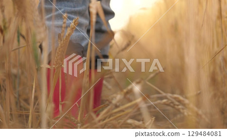 agriculture. A child in rubber boots walks along the ears of wheat, the field. The concept of agriculture. close-up, rubber boots. farm, wheat agriculture. to walk on the wheat with his feet. A 129484081