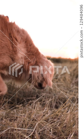 male dog handler walks with dog sunset, pet domestic pet sunset, serene outdoor moment, peaceful evening stroll, pet owner lifestyle, joyful, twilight walk with dog, sun, bonding time with pet, leash 129484096