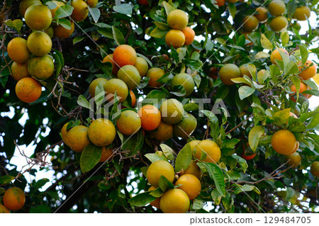 A lush and vibrant close-up of a mandarin or orange tree, heavily laden with ripening fruit and green leaves A lush and vibrant close-up of a mandarin or orange tree, heavily laden with ripening fruit and green leaves 129484705