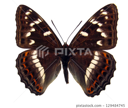 Limenitis populi, commonly known as the white admiral butterfly, exhibits its distinct wing patterns and colors against a plain background, highlighting its beauty. Limenitis populi, commonly known as the white admiral butterfly, exhibits its distinct wing patterns and colors against a plain background, highlighting its beauty. 129484745