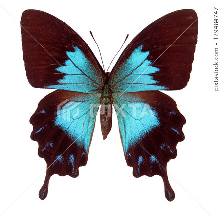 Papilio ulysses telegonus female butterfly is shown in an isolated setting, showcasing its stunning blue and brown color patterns. Papilio ulysses telegonus female butterfly is shown in an isolated setting, showcasing its stunning blue and brown color patterns. 129484747