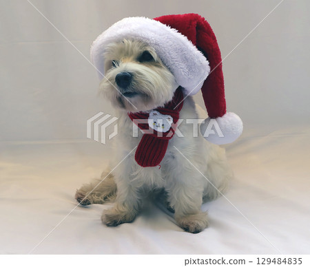 A cheerful white westie dog sports a festive red santa hat and matching red scarf, perfectly capturing the spirit of the holiday season. The bright background emphasizes its playful charm. A cheerful white westie dog sports a festive red santa hat and matching red scarf, perfectly capturing the spirit of the holiday season. The bright background emphasizes its playful charm. 129484835
