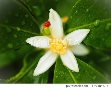 雨中的金橘花和帶有雌蕊的小果實（afp2 20250811055610） 129484894