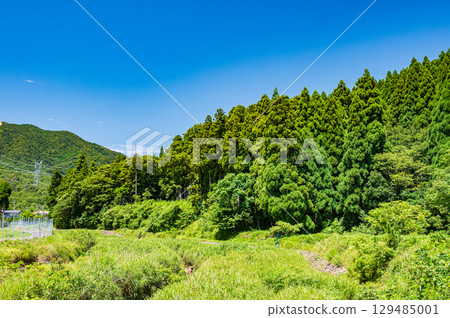 Makino Town forest scenery, Takashima City, Shiga Prefecture Makino Town forest scenery, Takashima City, Shiga Prefecture 129485001