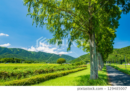 滋賀縣高島市牧野町千內川沿岸的水杉樹 129485007
