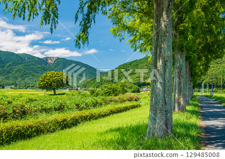 Metasequoia trees along the Chiuchi River in Makino-cho, Takashima City, Shiga Prefecture 129485008
