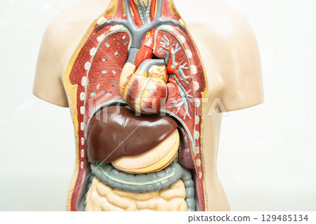 Human model anatomy for medical training course, teaching medicine education. Human model anatomy for medical training course, teaching medicine education. 129485134