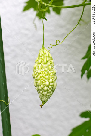 Bitter melon growing in a home garden 129485220