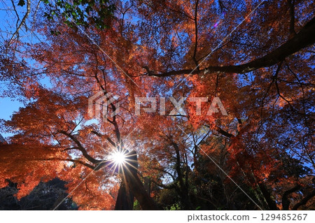 通往被秋葉覆蓋的寺廟的道路 129485267