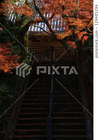 通往被秋葉覆蓋的寺廟的道路 129485294