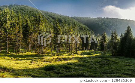 Forest trees 129485309