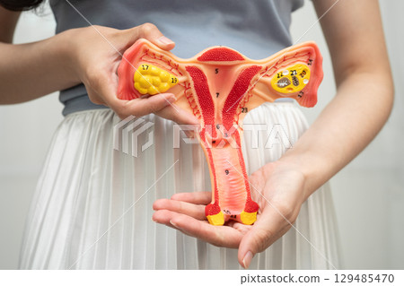 Uterus, Asian woman holding human anatomy model. Uterus, Asian woman holding human anatomy model. 129485470
