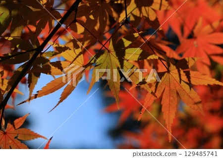Landscape with autumn leaves 129485741