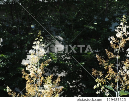 Bamboo grass Bamboo grass 129485823