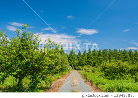 滋賀縣牧野町的栗樹園和水杉樹 滋賀縣牧野町的栗樹園和水杉樹 129485853