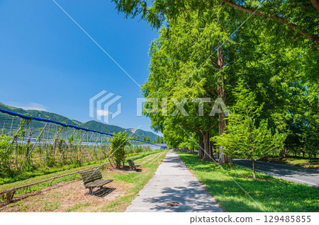 滋賀縣高島市牧野町著名的水杉林蔭道 129485855