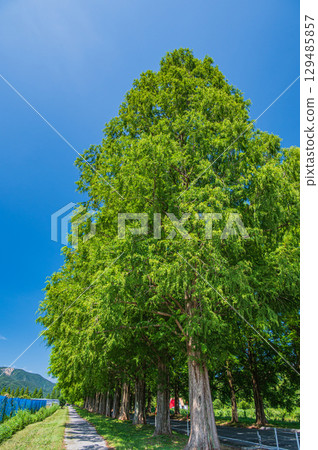 滋賀縣高島市牧野町著名的水杉林蔭道 129485857