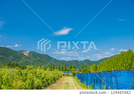 滋賀縣高島市牧野町水杉林旁的栗子園 滋賀縣高島市牧野町水杉林旁的栗子園 129485862