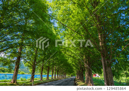 滋賀縣高島市牧野町著名的水杉林蔭道 129485864